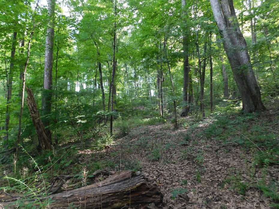 153 White Hollow Road Photo 8