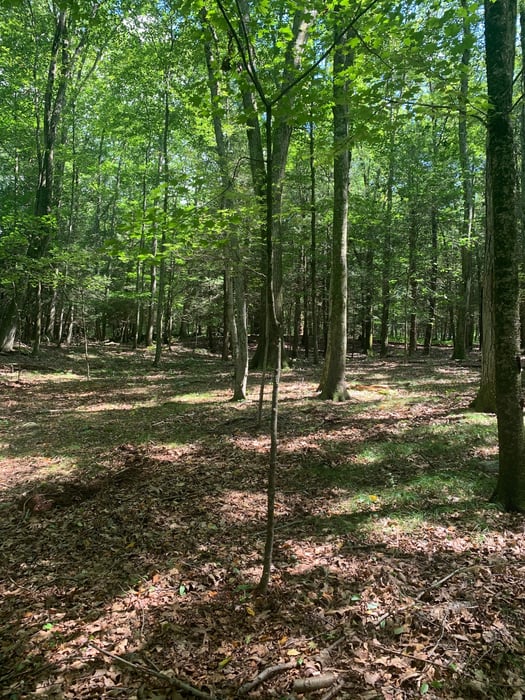 Lot 1 Chalybes Road West Photo 3