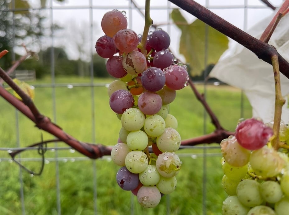 12 Jackson Road Photo 39