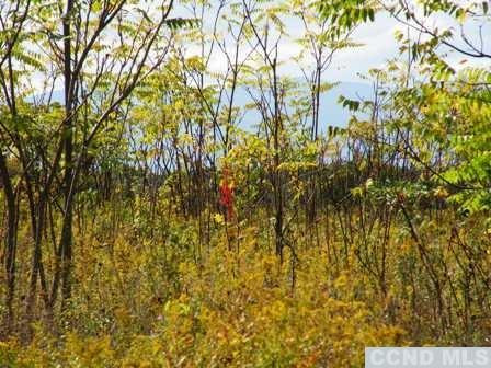 Livingston Land Photo 1
