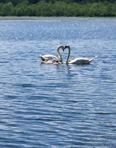 93 Cross Pond Road Photo 43