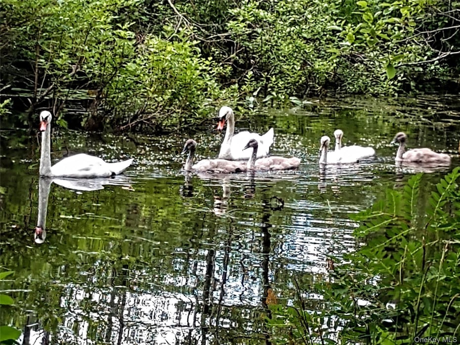 93 Cross Pond Road Photo 36