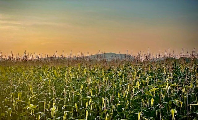 21 Meadow Wood Dr Photo 38