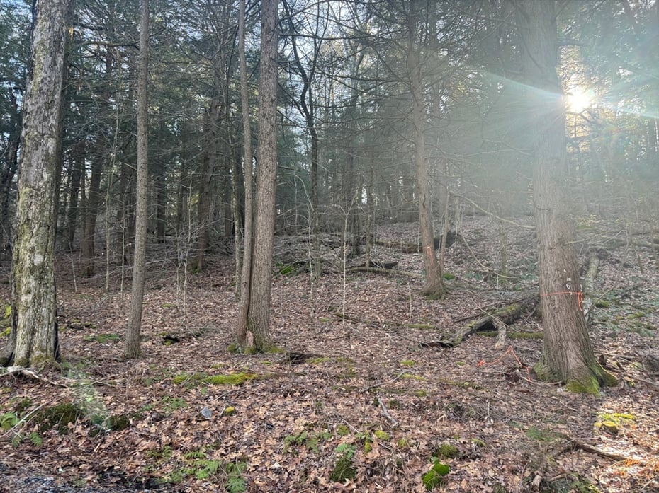 6 Hemlock Rd Photo 6