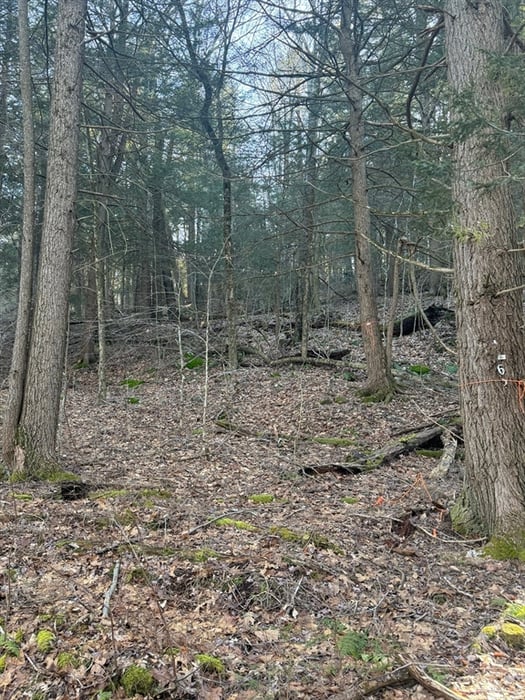 6 Hemlock Rd Photo 8