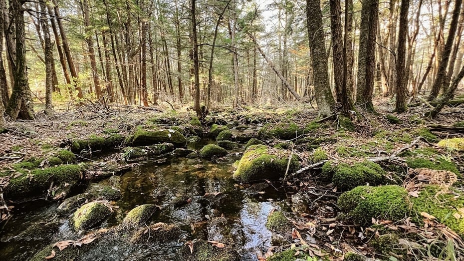 Lot 1 Marcy Road Photo 7