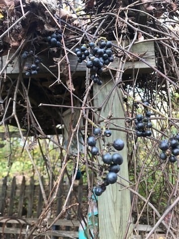 230 Millers Falls Road Photo 37