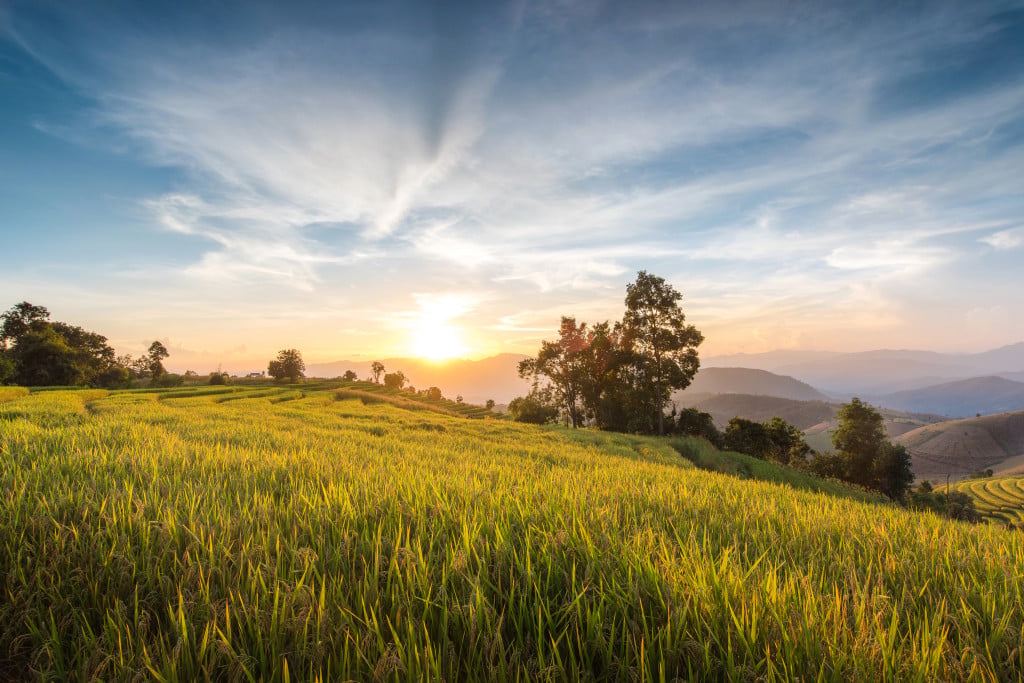 image of a sunset over a golden field