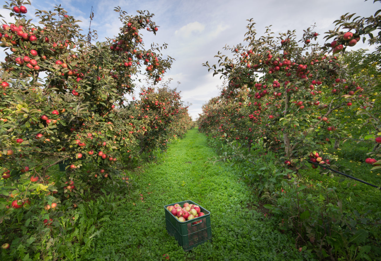 Ripe apples on trees and in crate in orchard