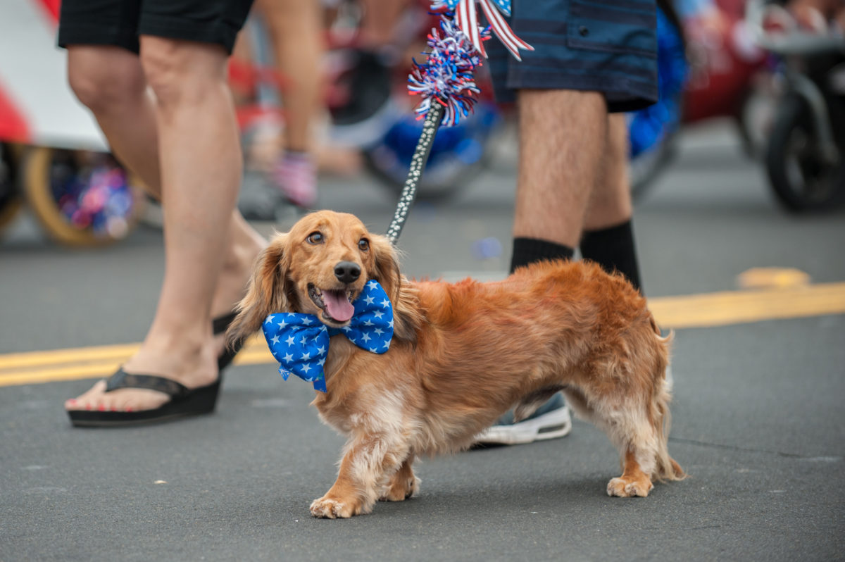 Patriotic Dachshund dog walking on street parade with stars and stripes bow tie around neck.