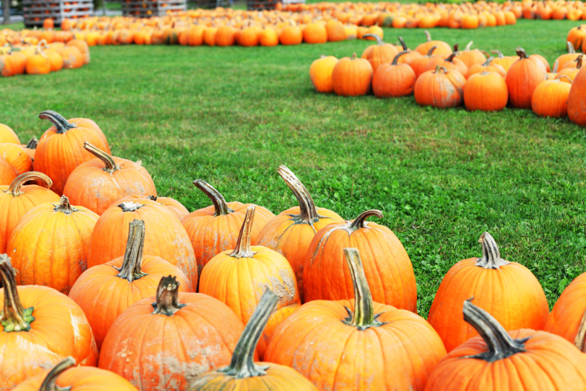 A green grass walking path winds through a field lined with groups of gnarly Halloween pumpkins for sale at a farm market.