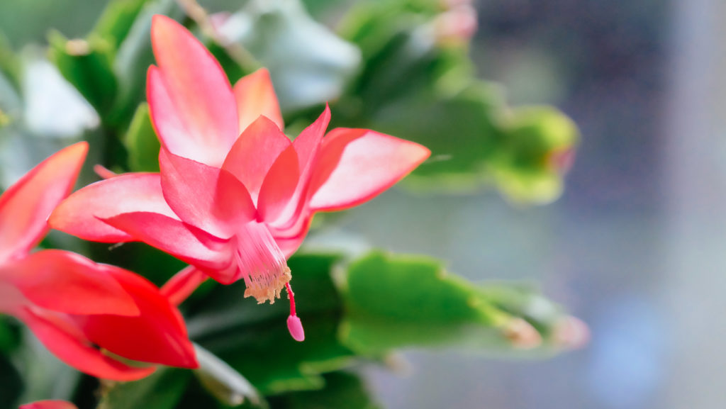 Close up of the flower of a pink Christmas cactus