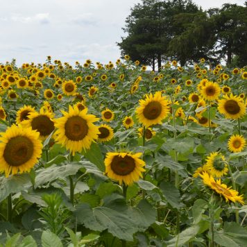 Sunflowers in a field.