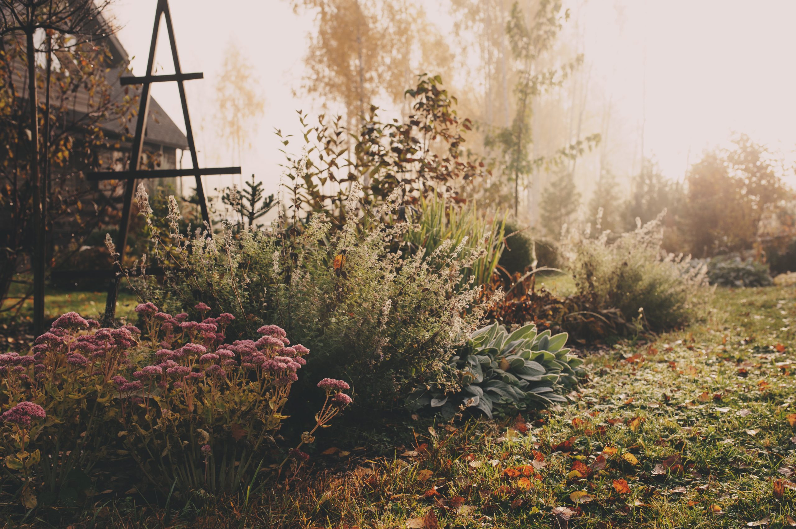 Green Thumb: 3 Expert Tips for Your Fall Garden - Everything Zoomer
