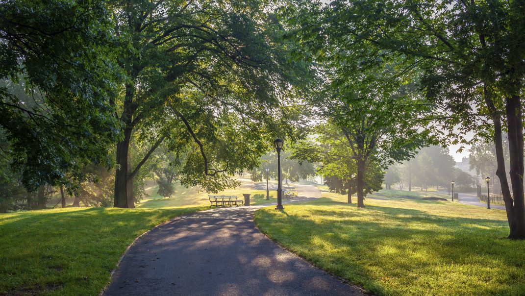 Central Park in New York City in the summer
