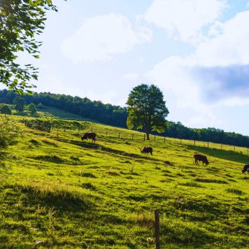Dover Plains