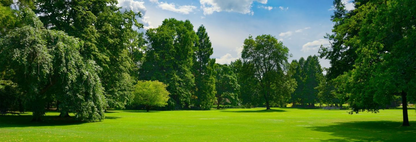 Beautiful meadow with green grass in public park.