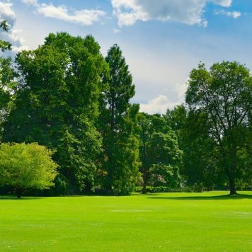 Beautiful meadow with green grass in public park.