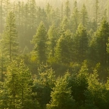 Forest illuminated by the rising sun