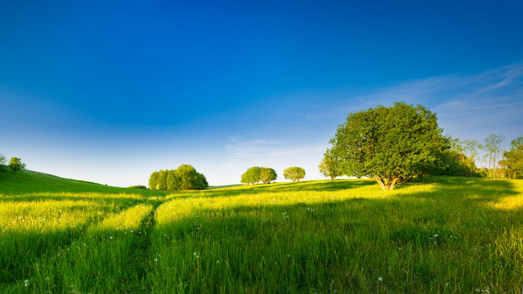 spring meadow among trees. May landscape. Masuria, Poland.