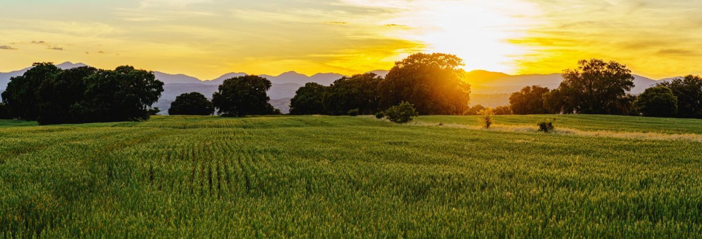 Sunset landscape with threes and bushes and mountains in background