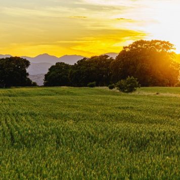 Sunset landscape with threes and bushes and mountains in background