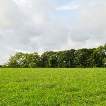 Farmland View of a Green Field