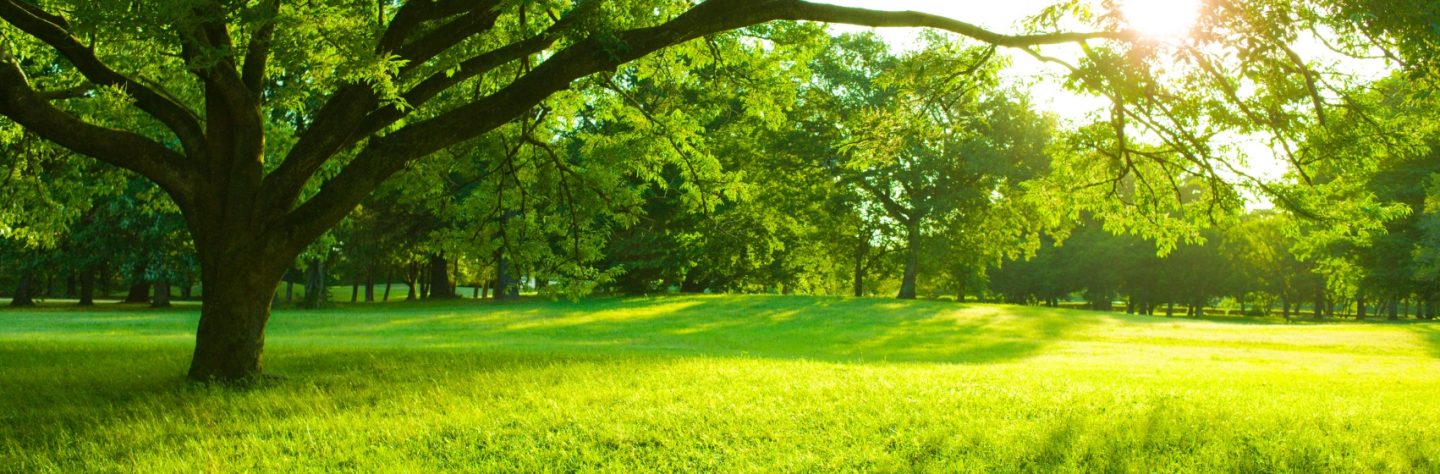 Tree sunlight - stock photo