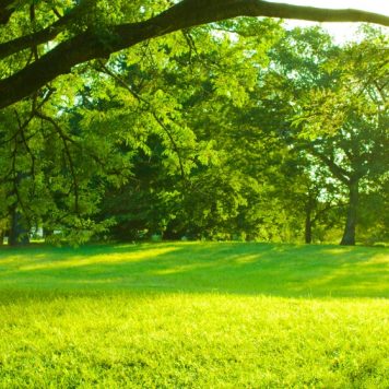 Tree sunlight - stock photo