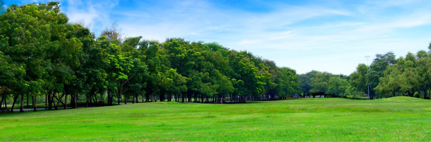 Green grass field with blue sky landscape background.