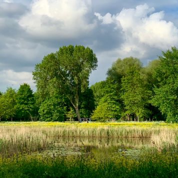 Green pasture